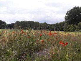 Coquelicots à l'entrée de Coucy Les Eppes